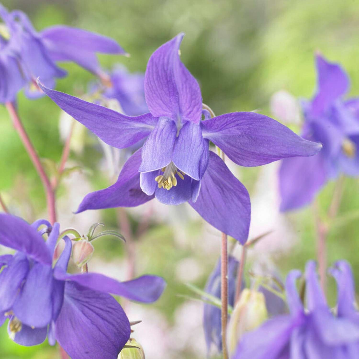 Akelei ‘Alpina’